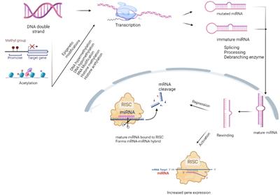 microRNAs associated with the pathogenesis and their role in regulating various signaling pathways during Mycobacterium tuberculosis infection